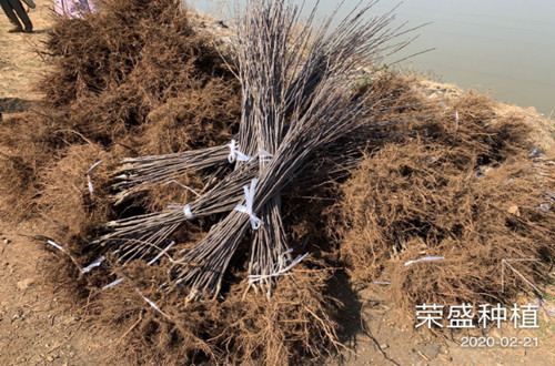 发往四川凉山州昭觉县10000棵苹果苗