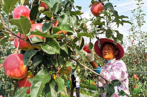 2021年昭通苹果大量上市啦！