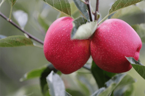 中国最有名的苹果之一：云南昭通苹果